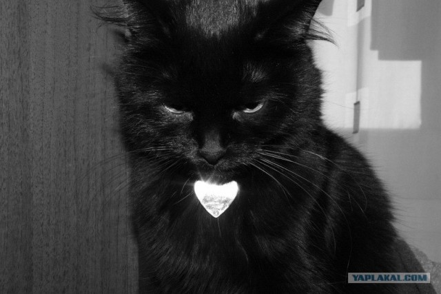 Котовторник. А как же?!
