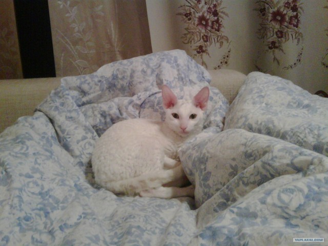 Котовторник