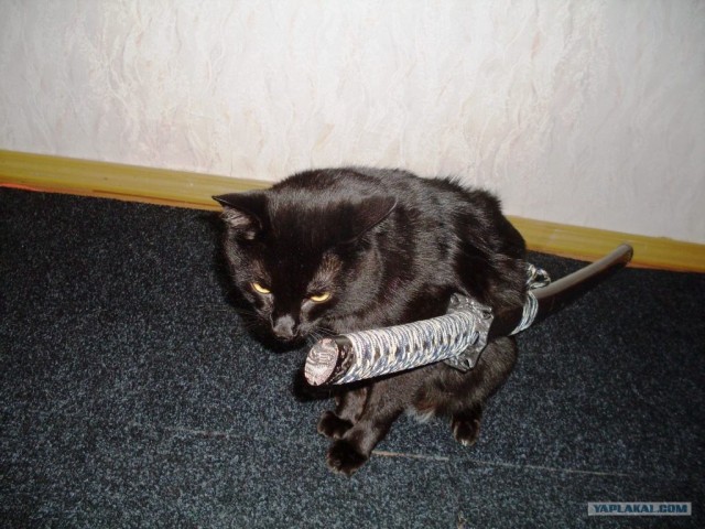 Котовторник на середину июня