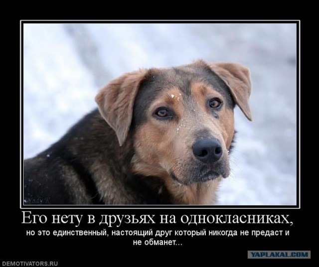 Умирающий хозяин прощается со своей собакой