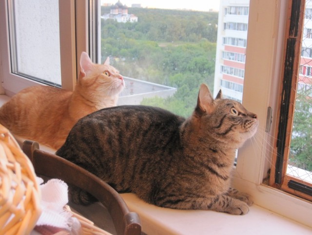 Котовторник!