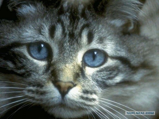 Котовторник 06.12.2011