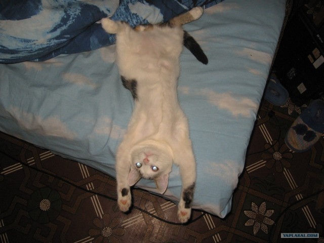 Котовторник (28.02.2012)