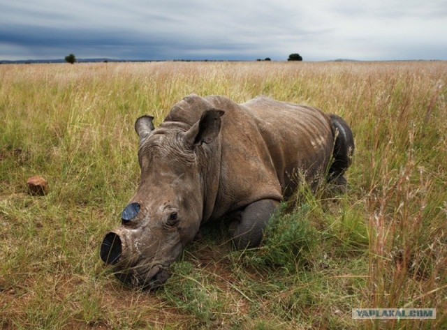 Война за носорогов