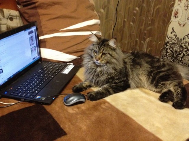Котовторник   5.06.2012