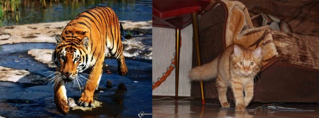 Котовторник  19.06.2012