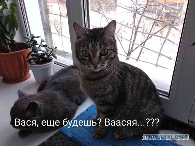 Забавные фото котеек