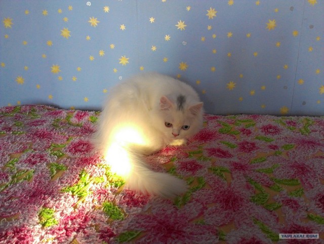 Котовторник  4.09.12