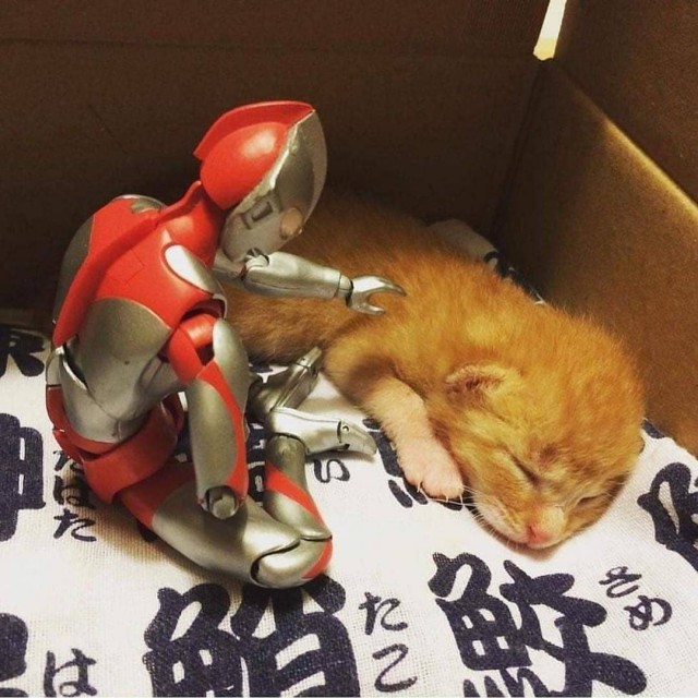 Прикольных котов пост