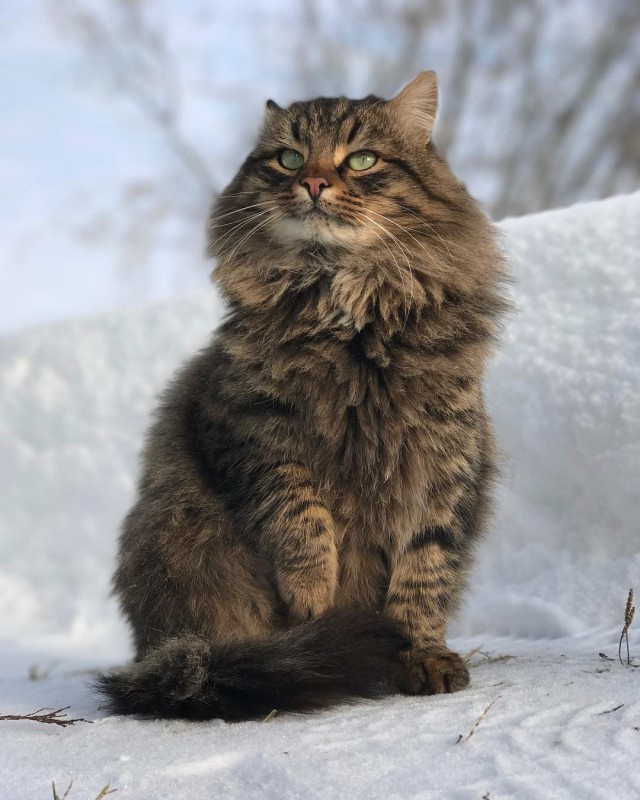 Живность из сети