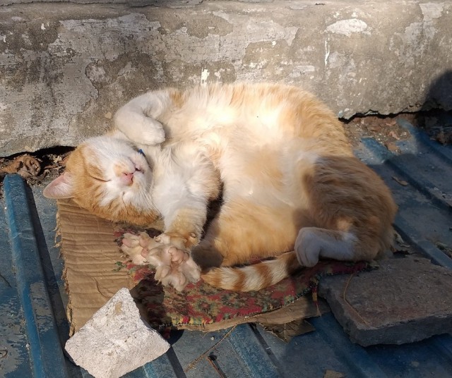 Забавные фото котеек