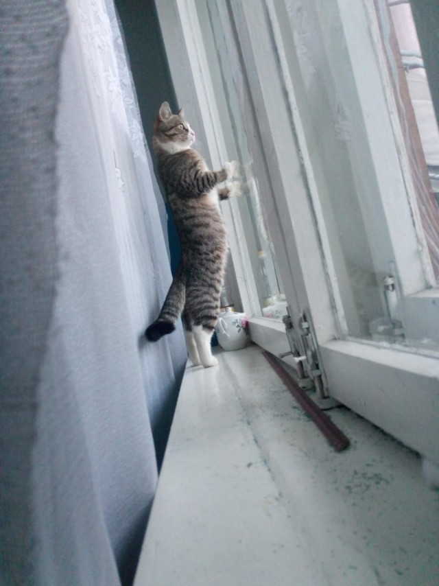 Котовторник! начнем? 04.06.19