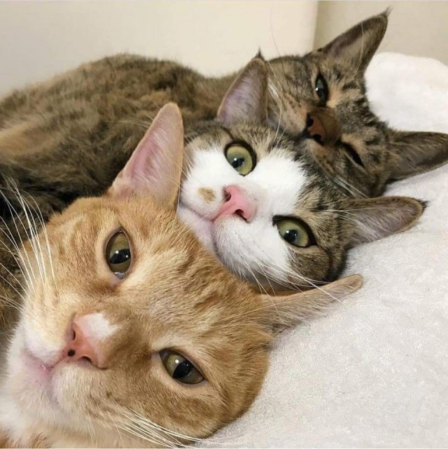 Котовторник однако