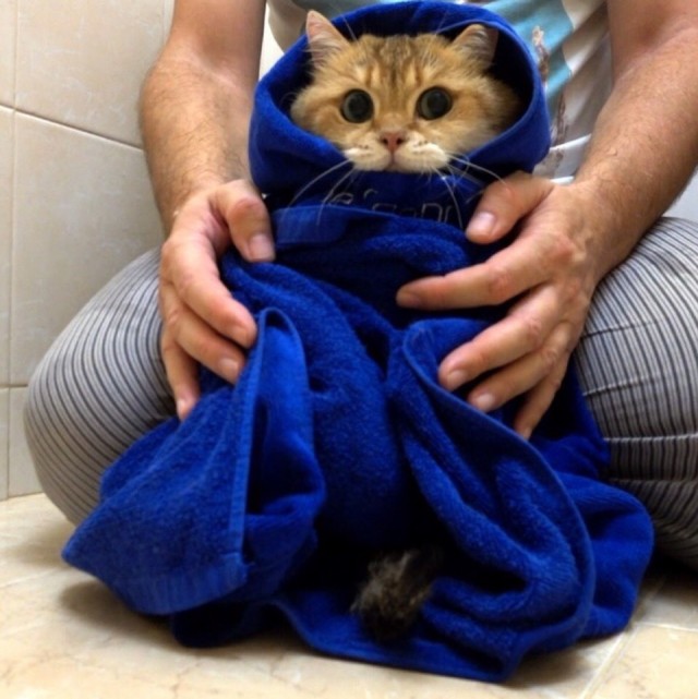 Забавные фото котеек