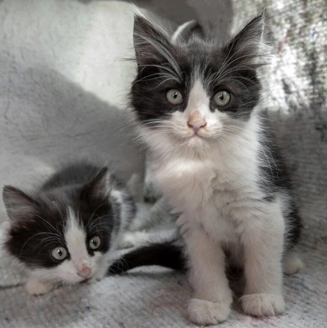 Забавные фото котеек