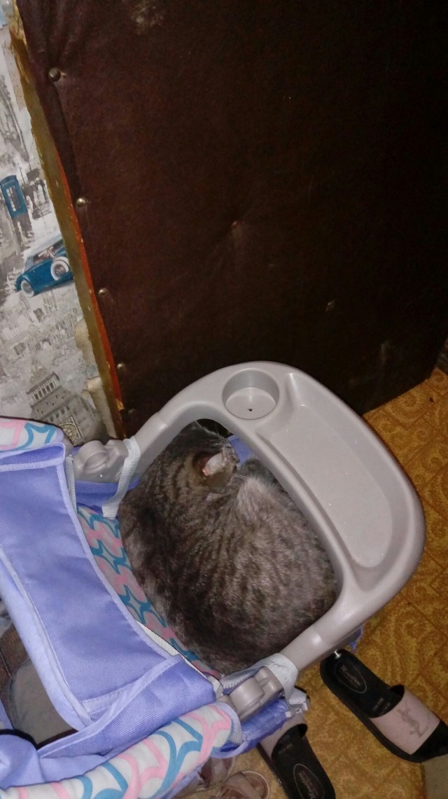 Эти забавные животные