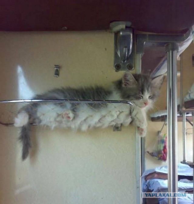 Еще к котовторнику. Поездатые коты