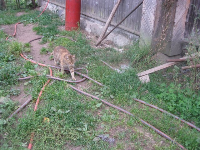 Жизнь домашнего приюта для котеек 310