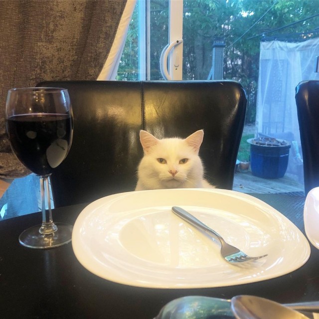 Мемный кот