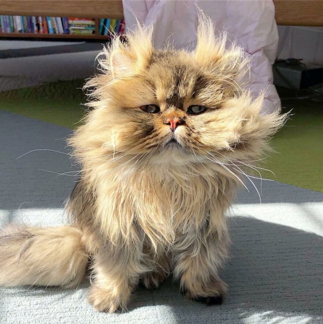 Пушистый кот Барнаби, который выглядит как понедельник