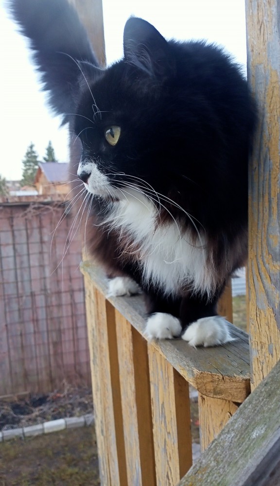 Котовторник же!