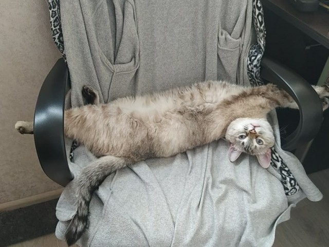 Даешь котовторник!