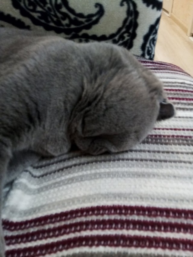 Вторник. Кото-вторник...