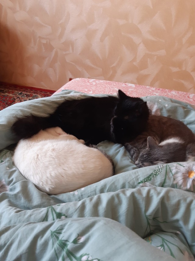 Подборка всякой живности