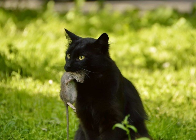 Разные котики