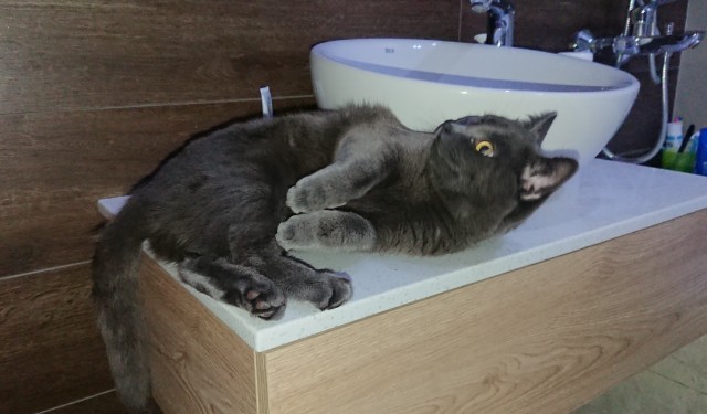 Котовторник 14.09.2021
