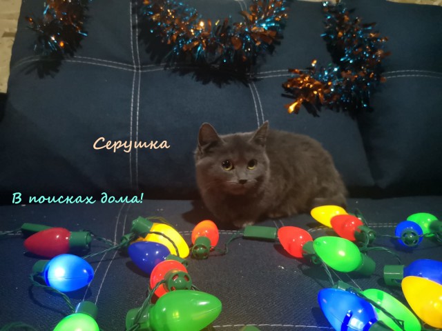 Жизнь домашнего приюта "Котоленд" 316