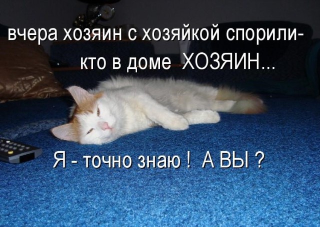 Поцеловала котика