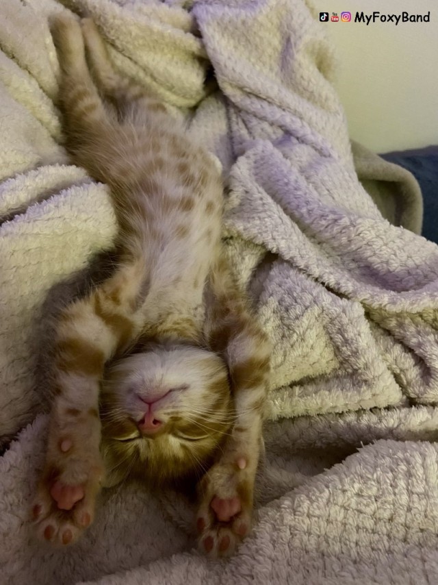 МИРУ - МИР ! Котикам - котовторник !