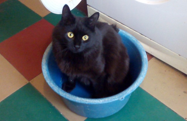 Котознатоки и котолюбители, созываю совет