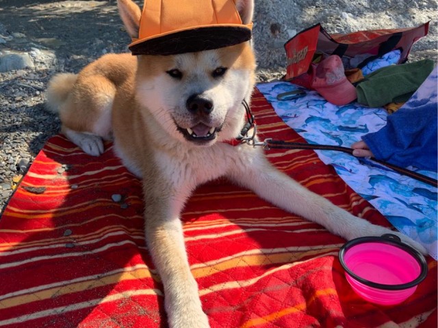 Я люблю свою собаку