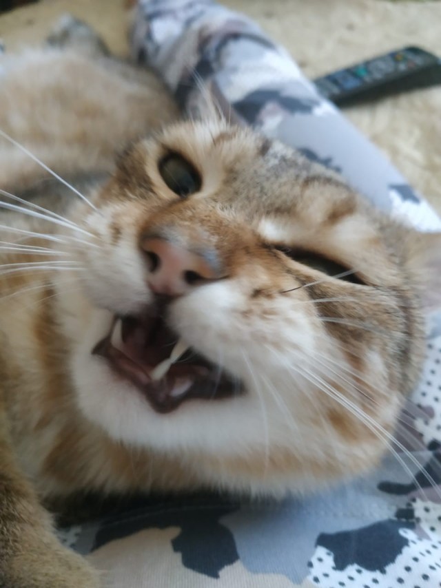 Котовторник