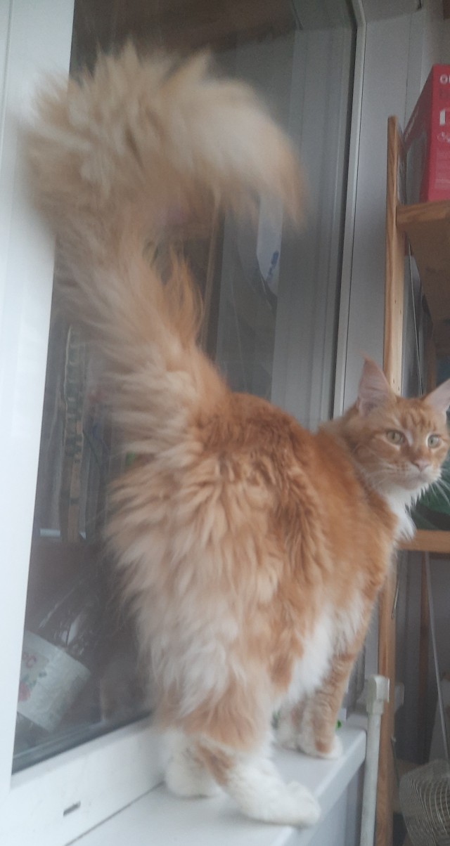 Начну котовторник чуть раньше!