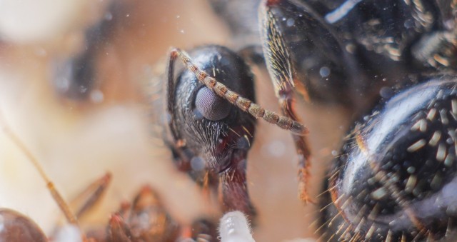 Макрофотография - Инструкция для начинающих