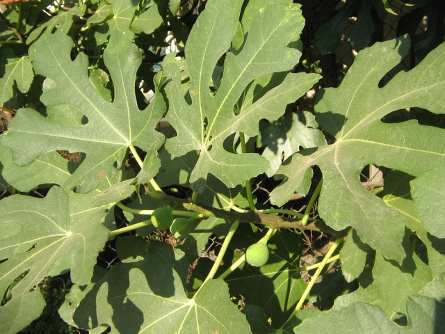 Отдых в Черногории (сентябрь 2012)