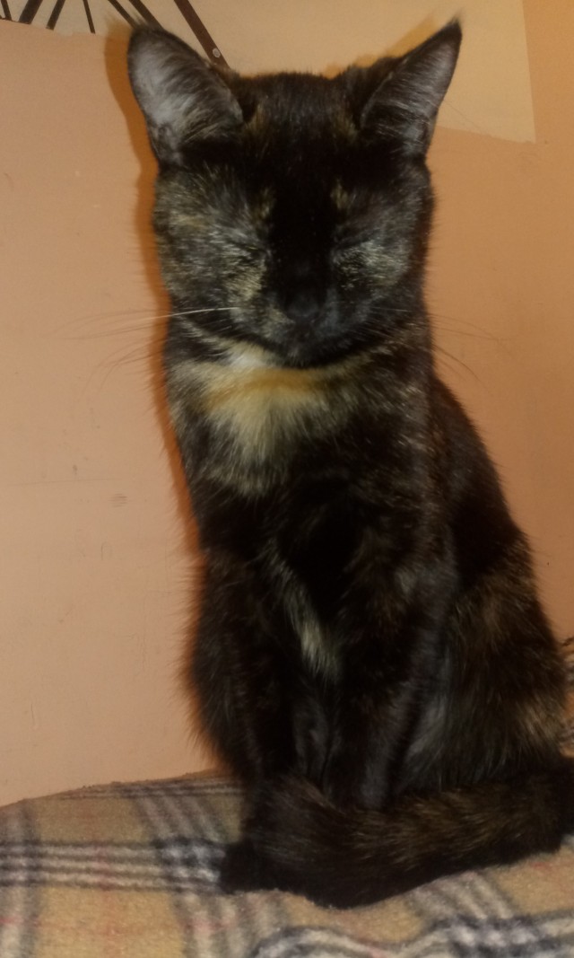 Котовторник 18.10.22