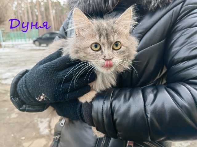 Жизнь домашнего приюта "Котоленд" 378