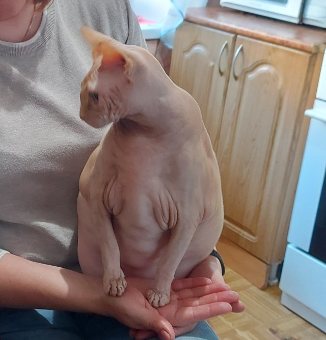 Котовторник