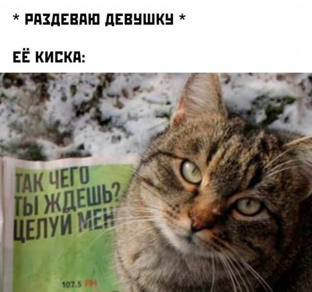Весёлый полтишок 08.05.23