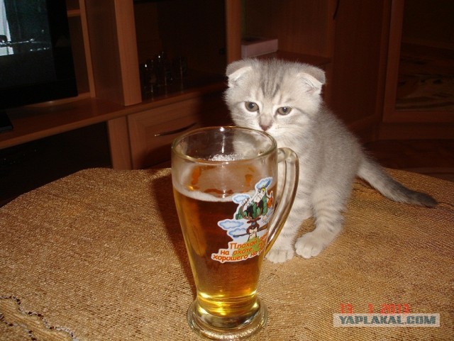 Котовторник 16.04.2013