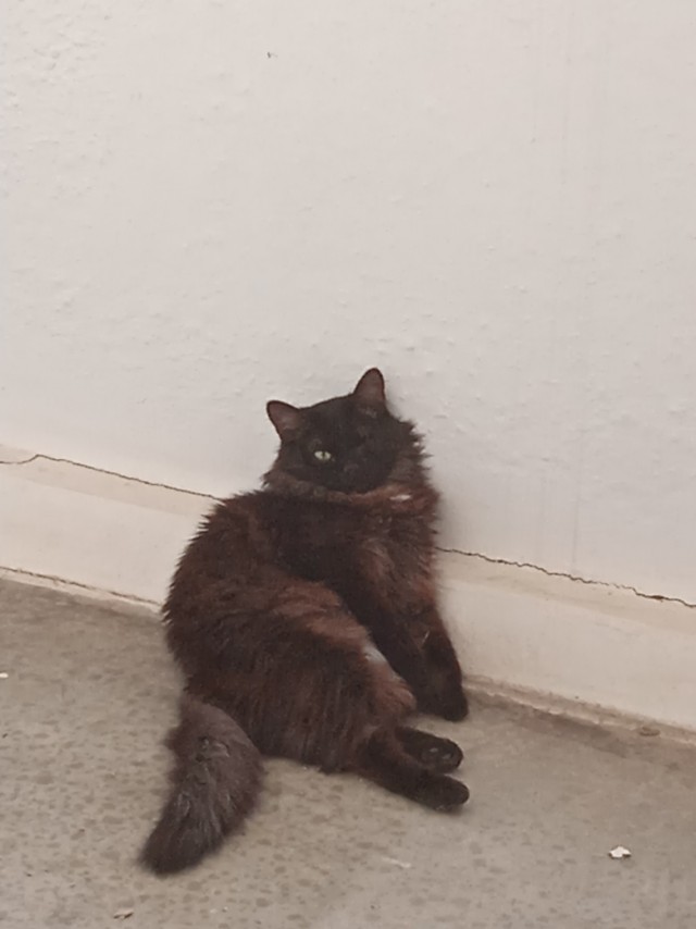 Котовторник. Моему мультяшке 1 год