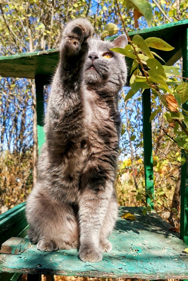 К - Котовторник ☺ Пополнение