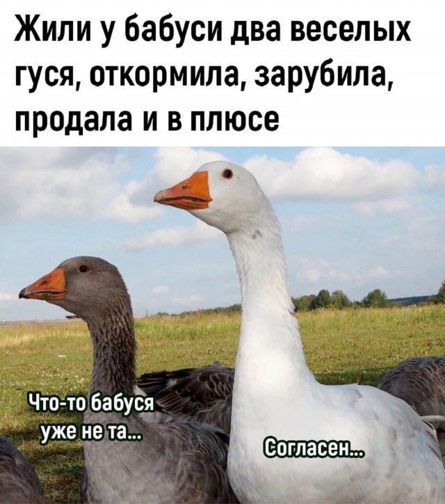 Бояны 10-ти летней выдержки