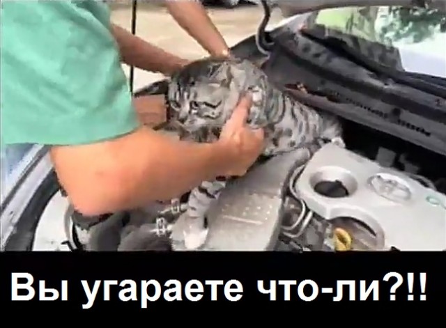 Куда вы меня тащите?!