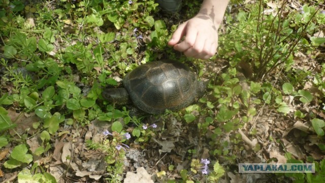 Черепахен...конец приключения.