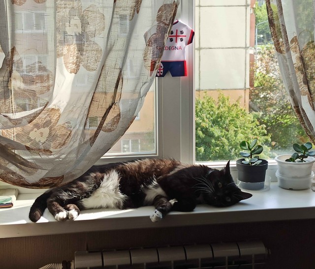 Котовторник же!